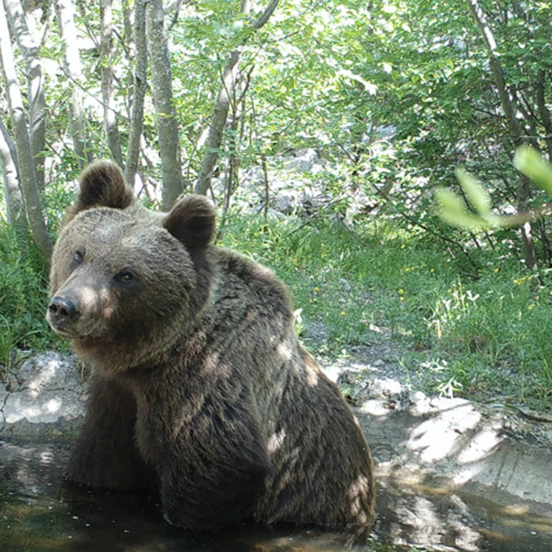 A bear sits in water on a NatureSpy project